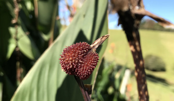 Canna Orange Fruit