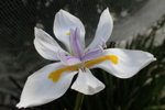 Dietes Flower