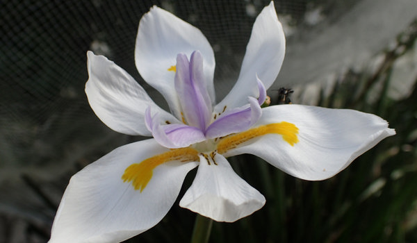 Dietes Flower