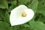 Arum Lily Flower