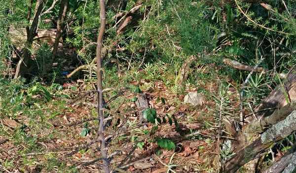 Mother Of Millions Plant