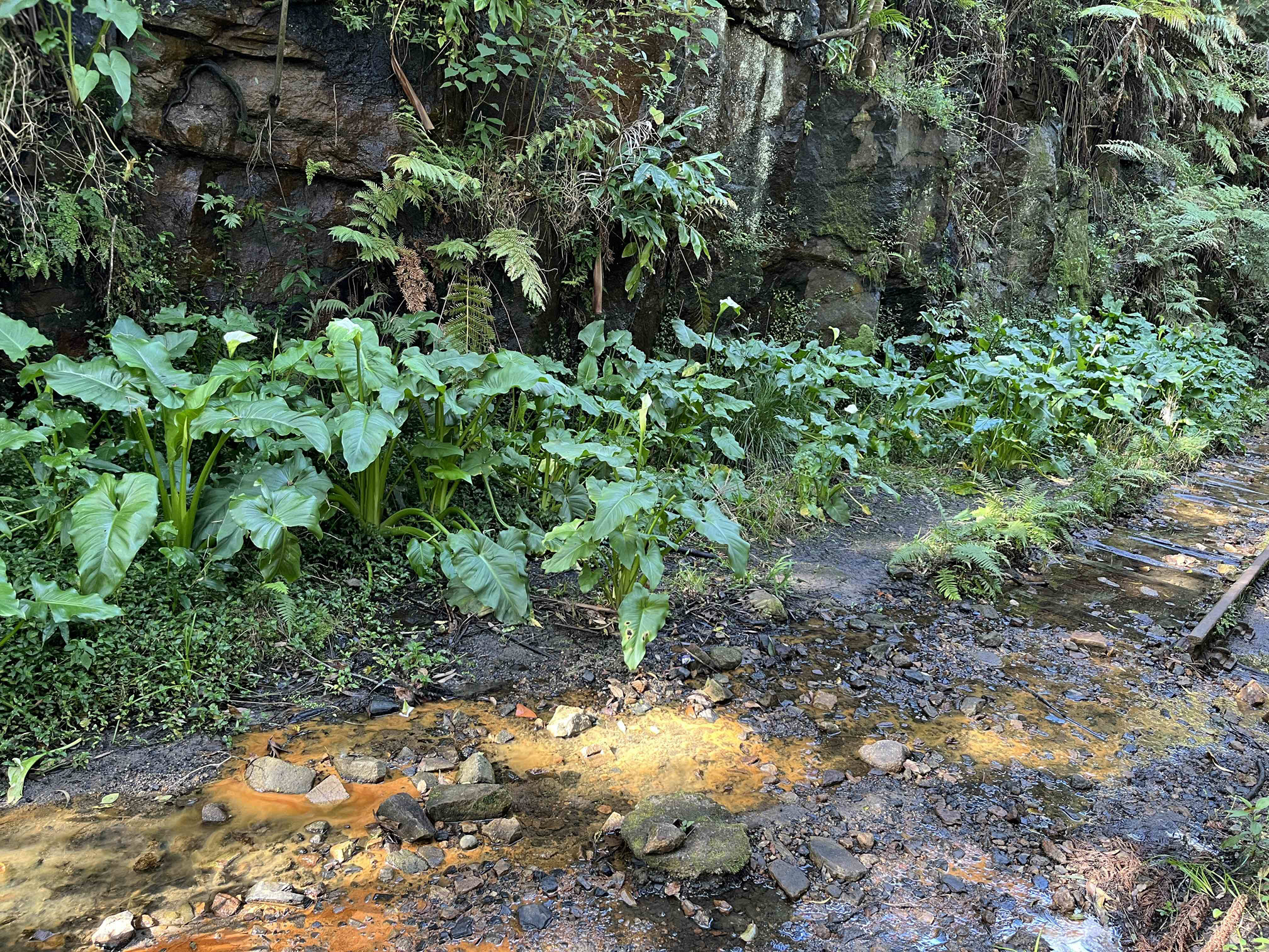Glowworm Tunnel Arum Lilies