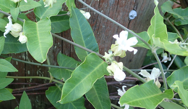 Moth Vine Flowers