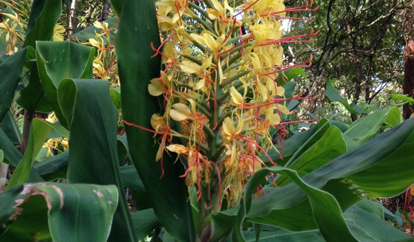 Ginger Lily Flower