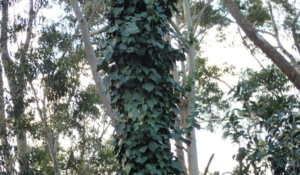 Ivy On Tree