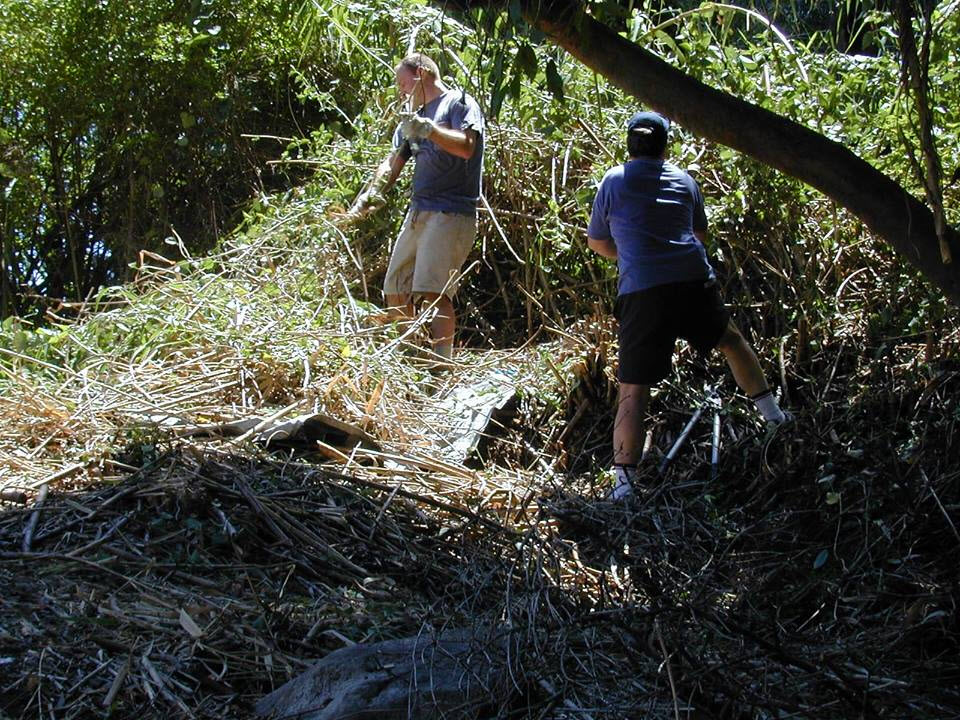 Glowworm Tunnel Early 2000S Attacking The Lantana And Giant Reed