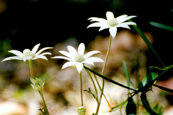 Flannel Flower (1)