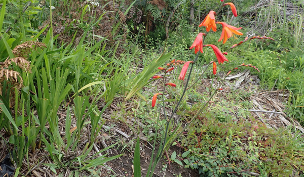 Montbretia
