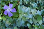 Blue Periwinkle