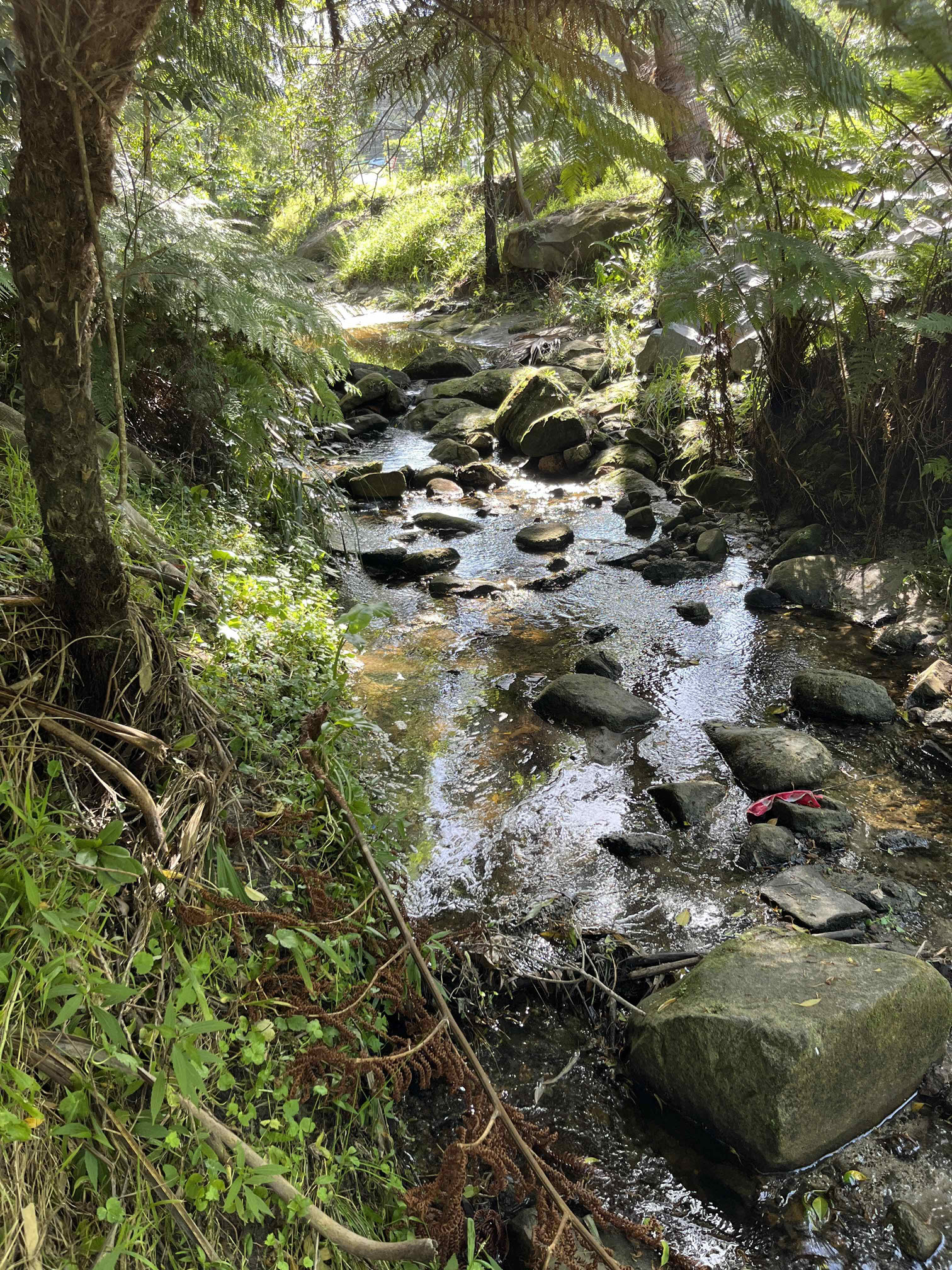 Helensburgh Creek 2026