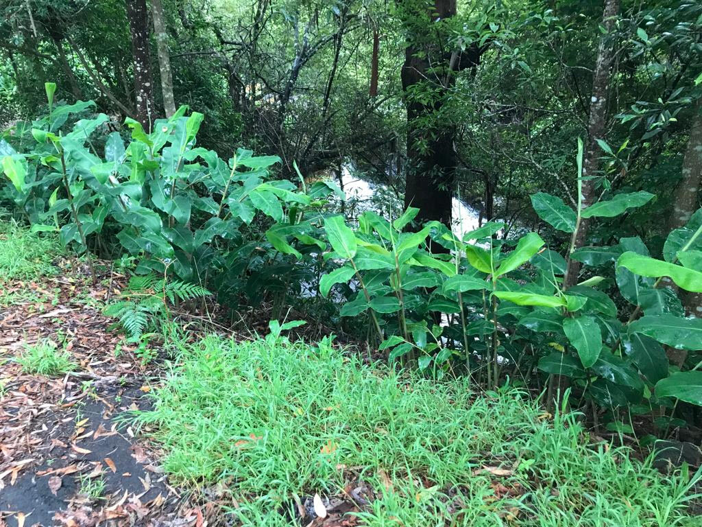 Wilsons Creek 15 1 2022
