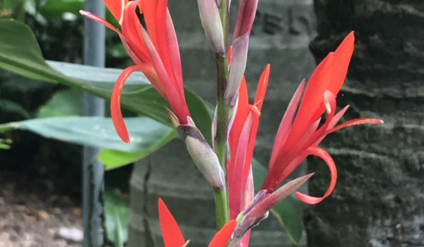 Canna Red