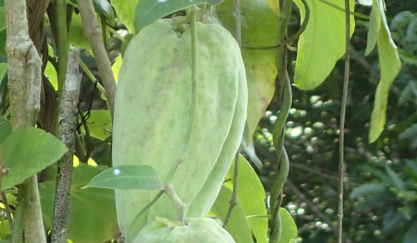 Moth Vine Fruit