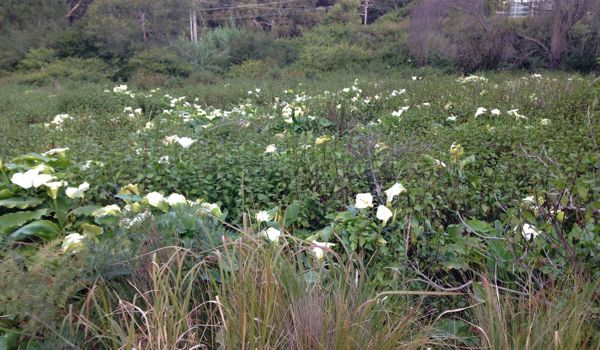 Arum Lily Chinamans Creek