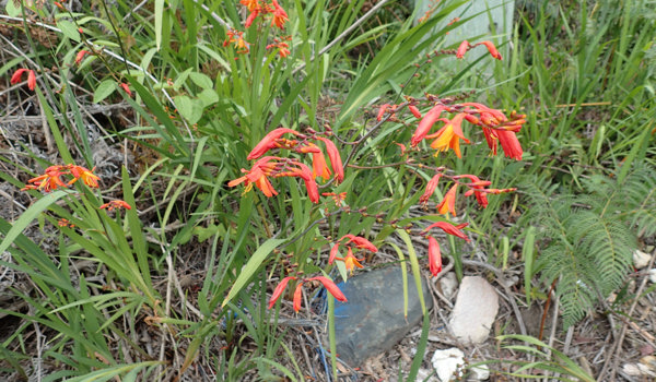 Montbretia 2