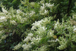 Privet Flowers