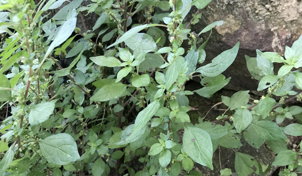 Asthma Weed Plant