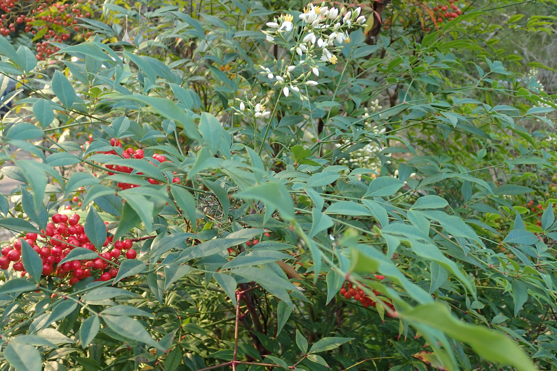 Nandina Flowers & Fruit