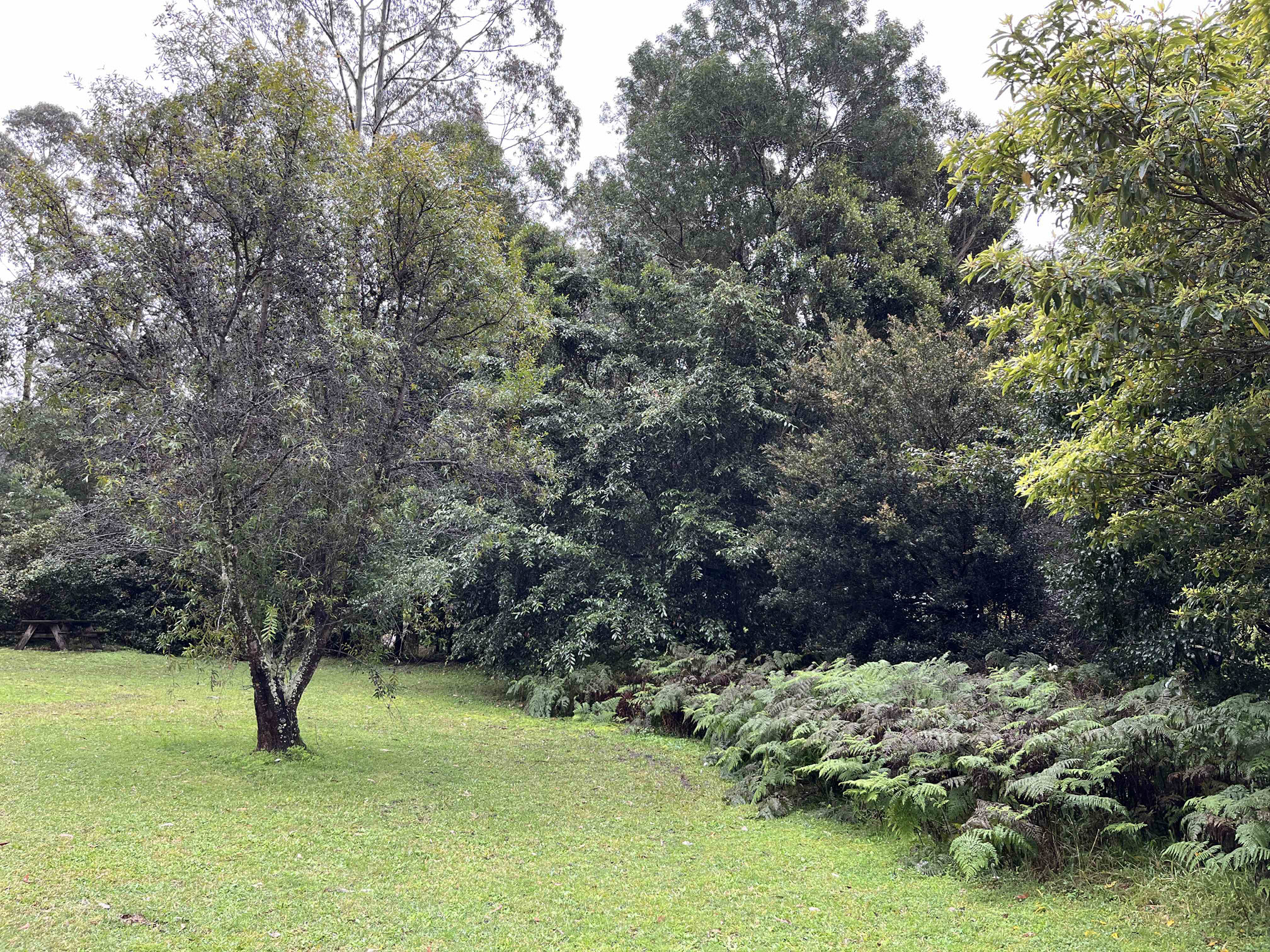 Helensburgh Creek Looking Up From Parkes St 17 8 26