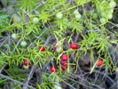 Asparagus Fern Fruit