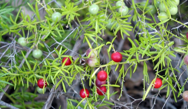 Asparagus Fern Fruit