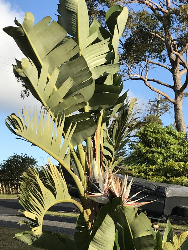 Giant Bird Of Paradise (Strelitzia Nicolai)